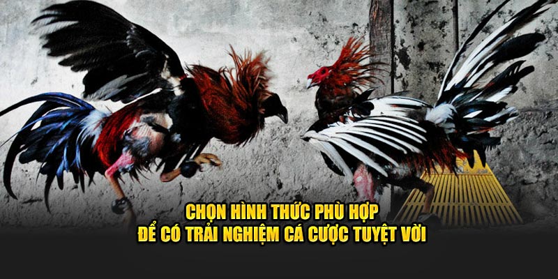 Chọn hình thức phù hợp để có trải nghiệm cá cược tuyệt vời 